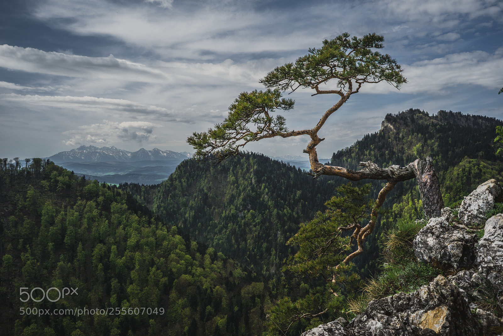 Sony a7R sample photo. Sokolica photography