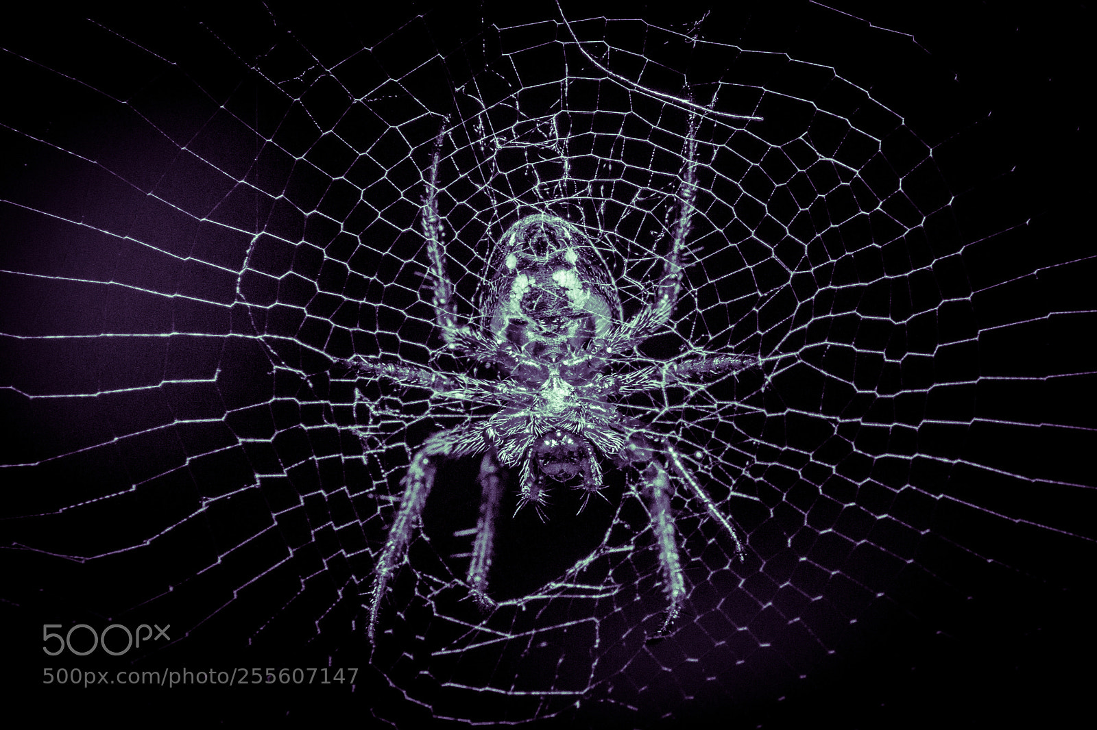 Sony a6000 sample photo. Spider belly photography