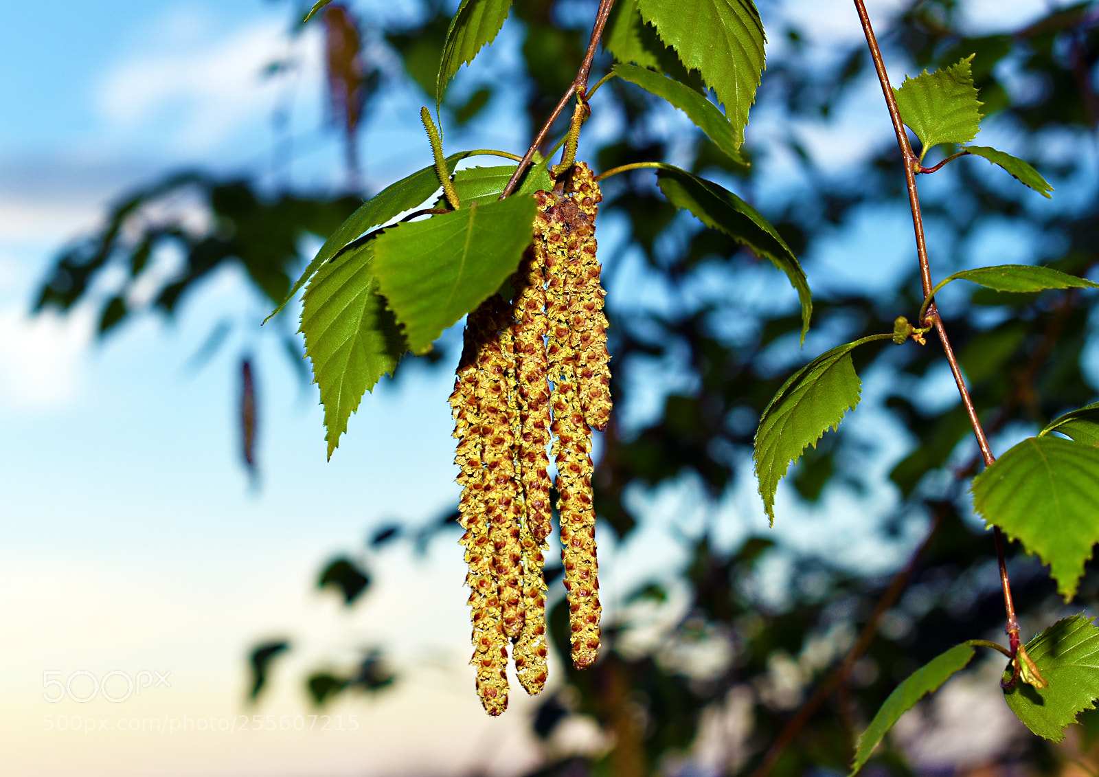 Nikon D5600 sample photo. Березка цветет photography