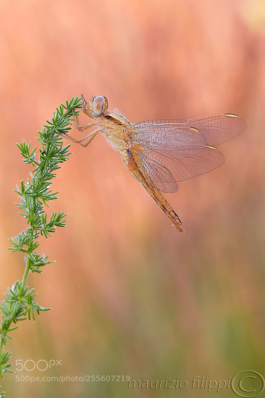 Canon EOS 70D sample photo. Dragonfly photography