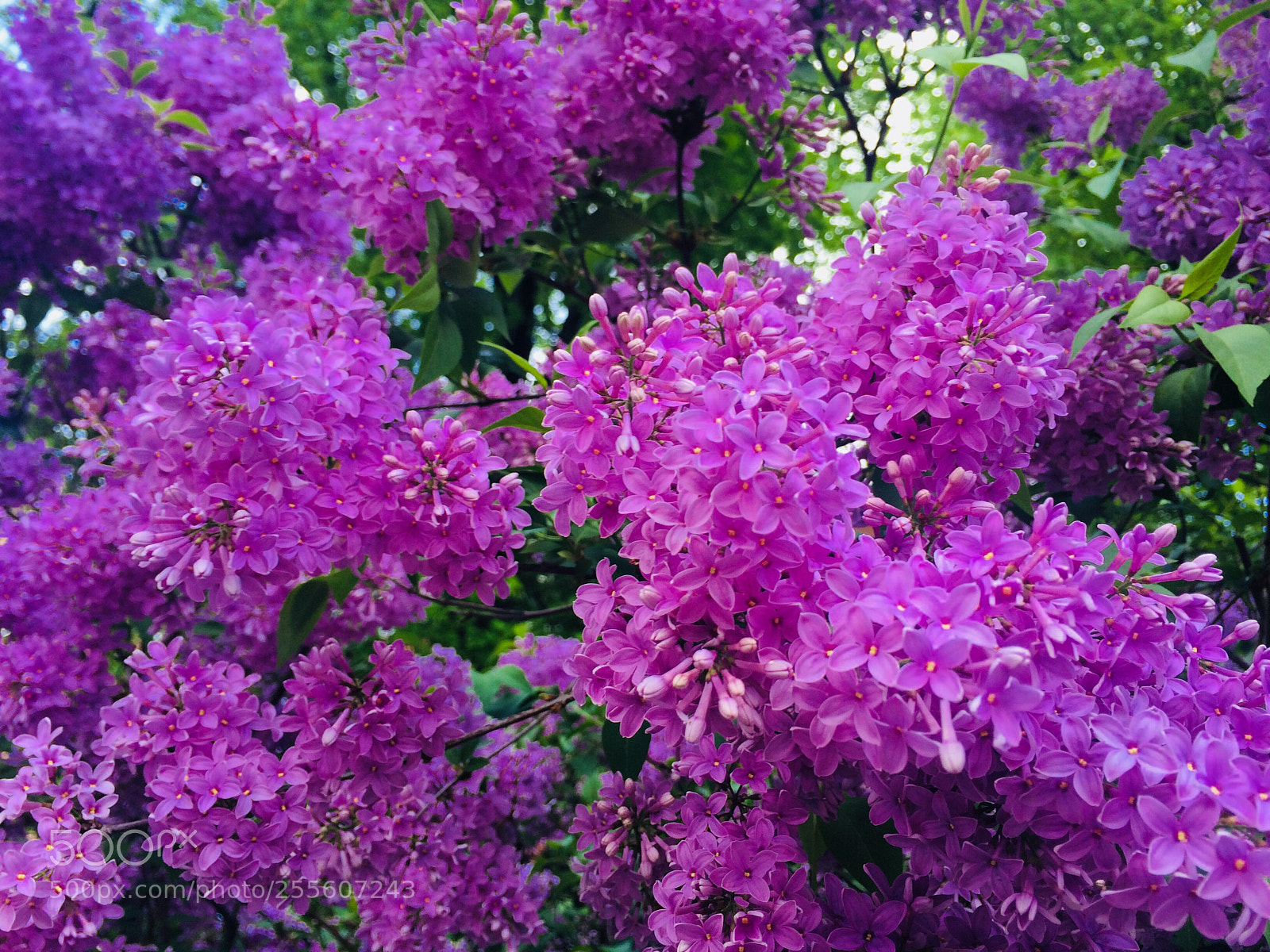 Apple iPhone 5s sample photo. My colour today photography