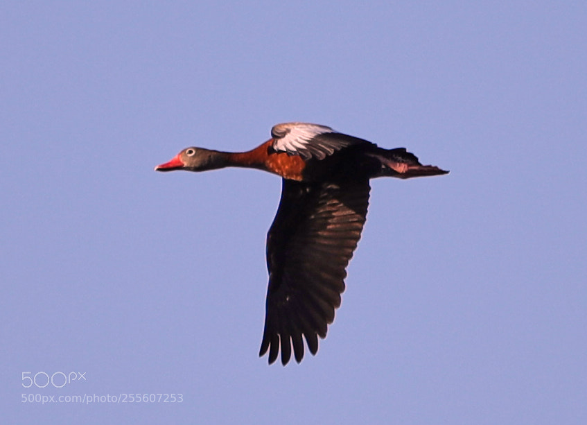 Canon EOS-1D X Mark II sample photo. 04-28-18-0015141.jpg photography