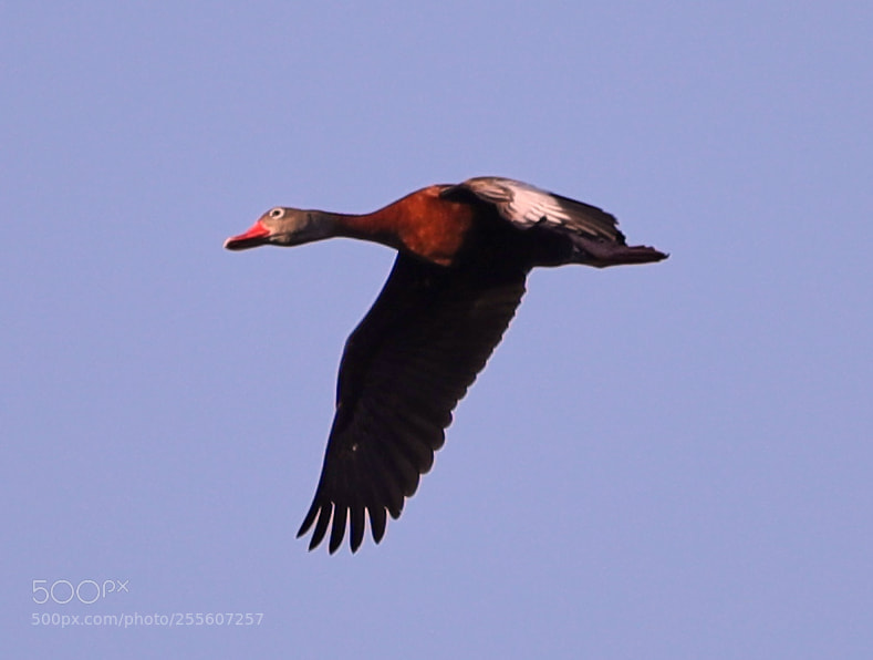 Canon EOS-1D X Mark II sample photo. 04-28-18-0015142.jpg photography