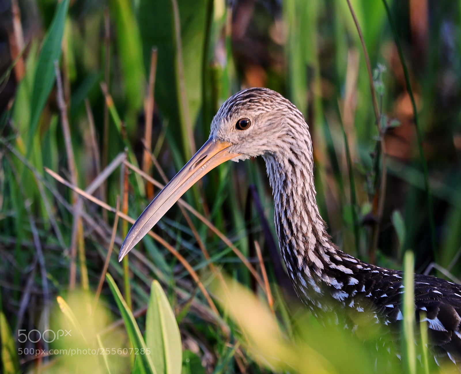 Canon EOS-1D X Mark II sample photo. 04-28-18-0015139.jpg photography