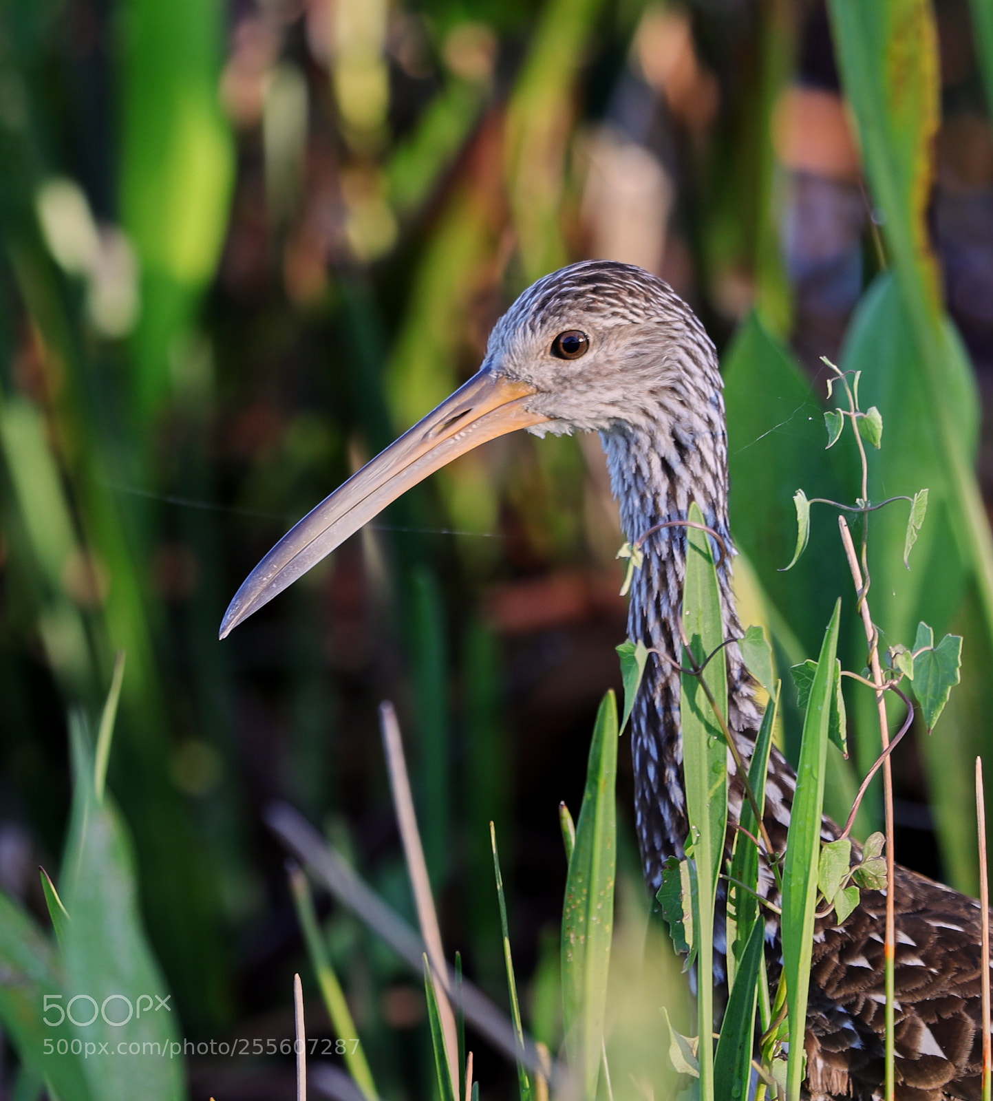 Canon EOS-1D X Mark II sample photo. 04-28-18-0015138.jpg photography