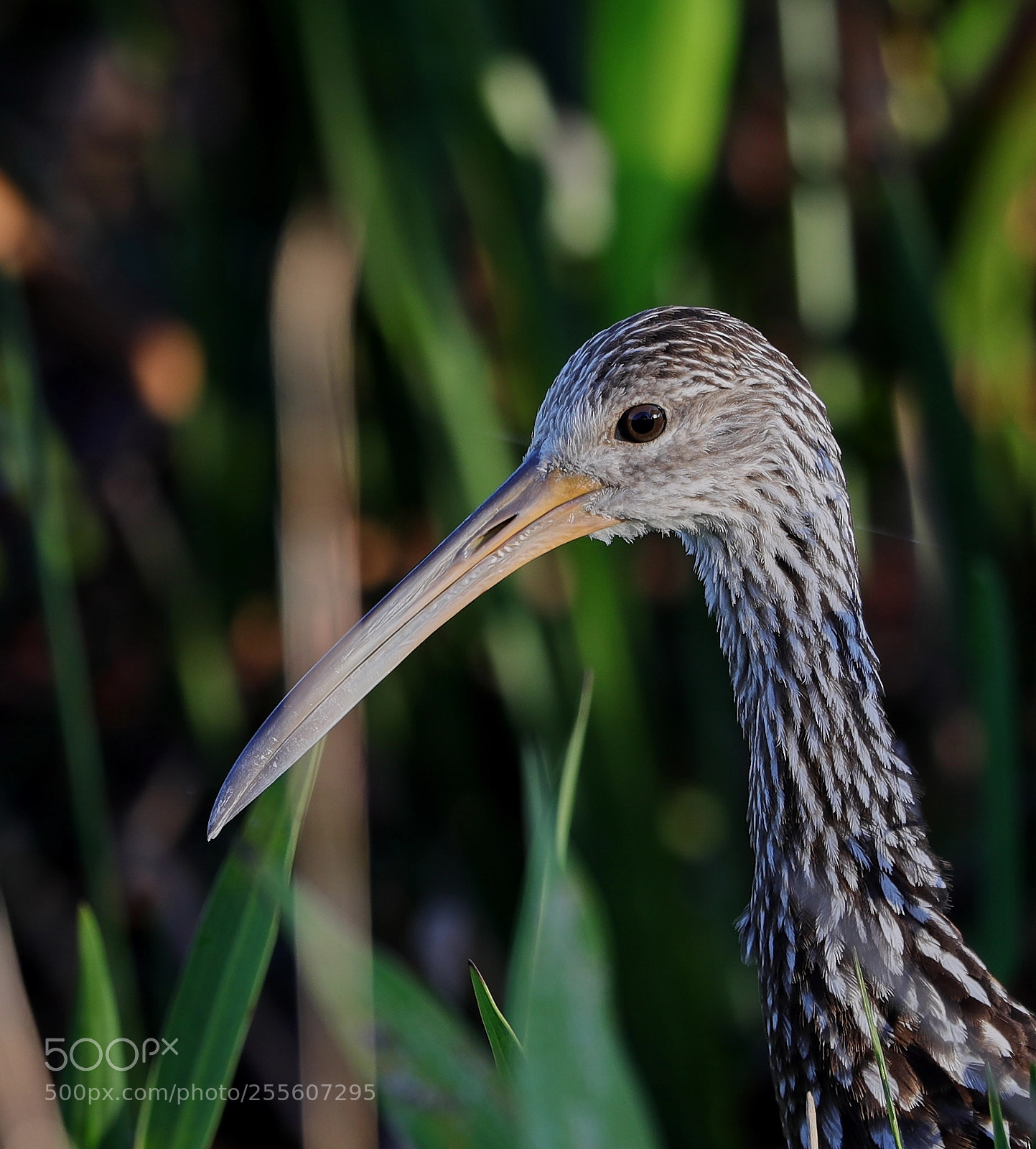 Canon EOS-1D X Mark II sample photo. 04-28-18-0015136.jpg photography