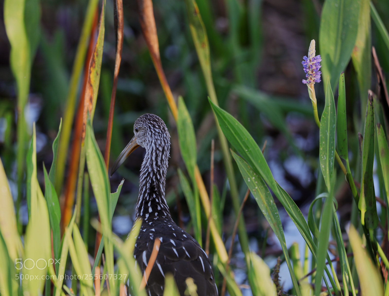Canon EOS-1D X Mark II sample photo. 04-28-18-0015133.jpg photography