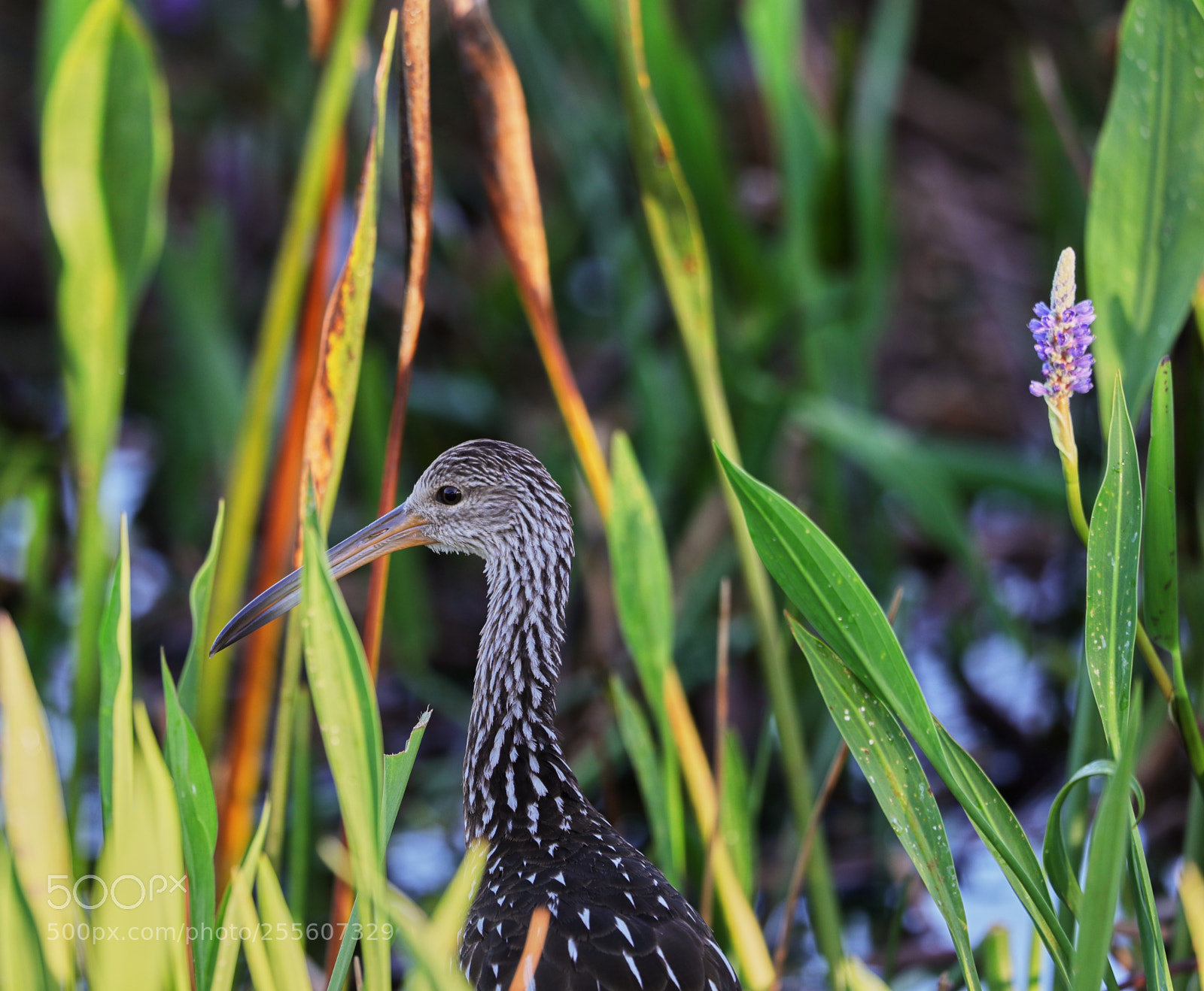 Canon EOS-1D X Mark II sample photo. 04-28-18-0015132.jpg photography