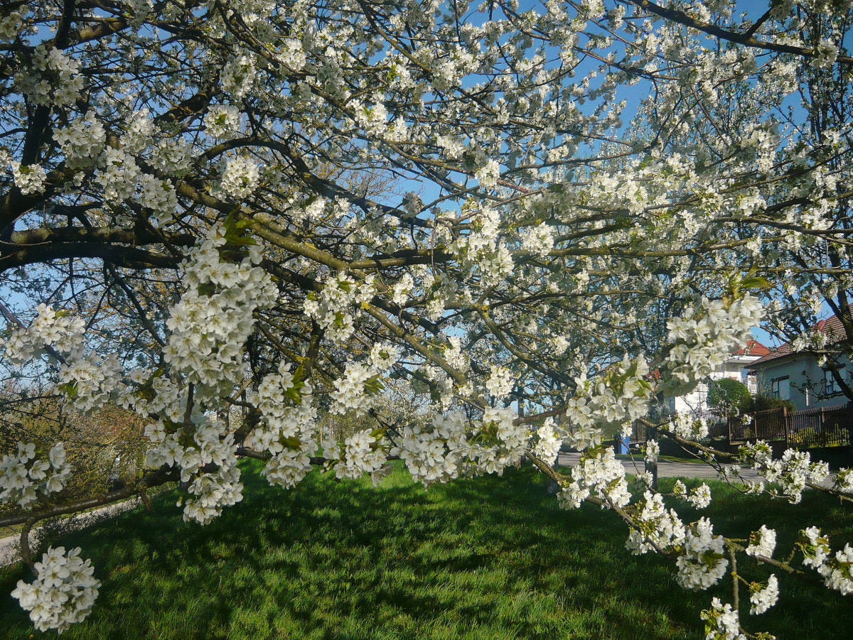 Panasonic Lumix DMC-LS80 sample photo. Spring flowers photography