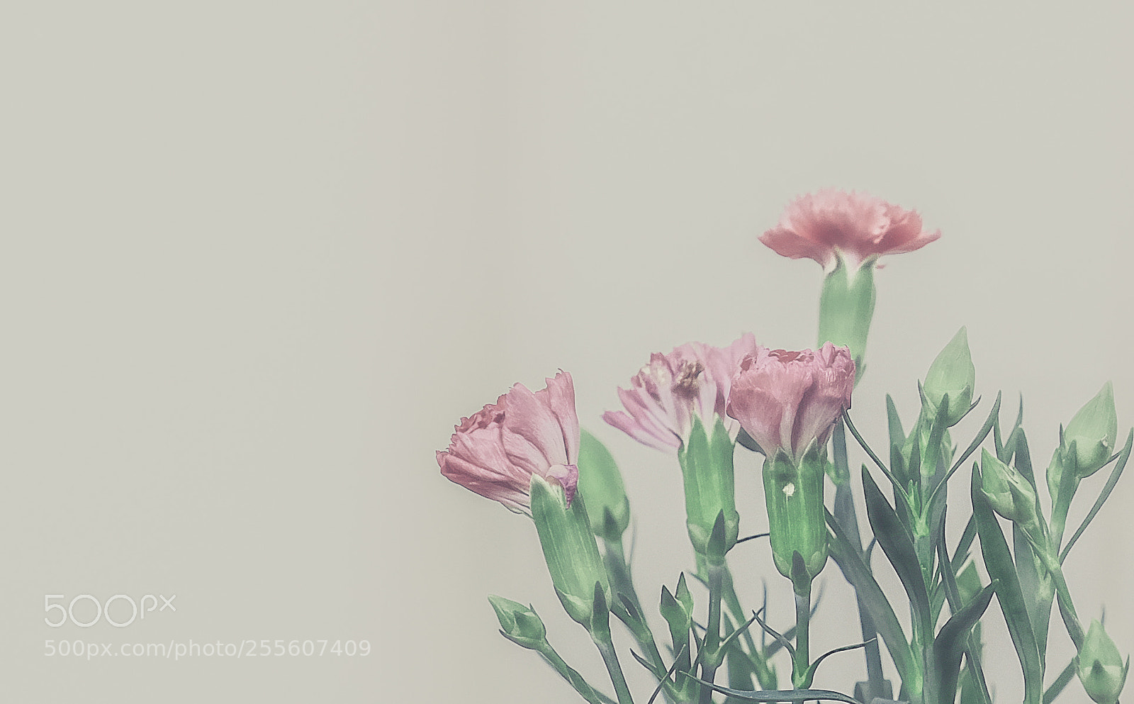 Fujifilm GFX 50S sample photo. Untitled photography