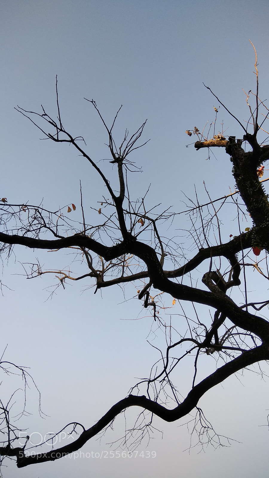 Xiaomi Redmi Note 4 sample photo. Branches use sky as photography