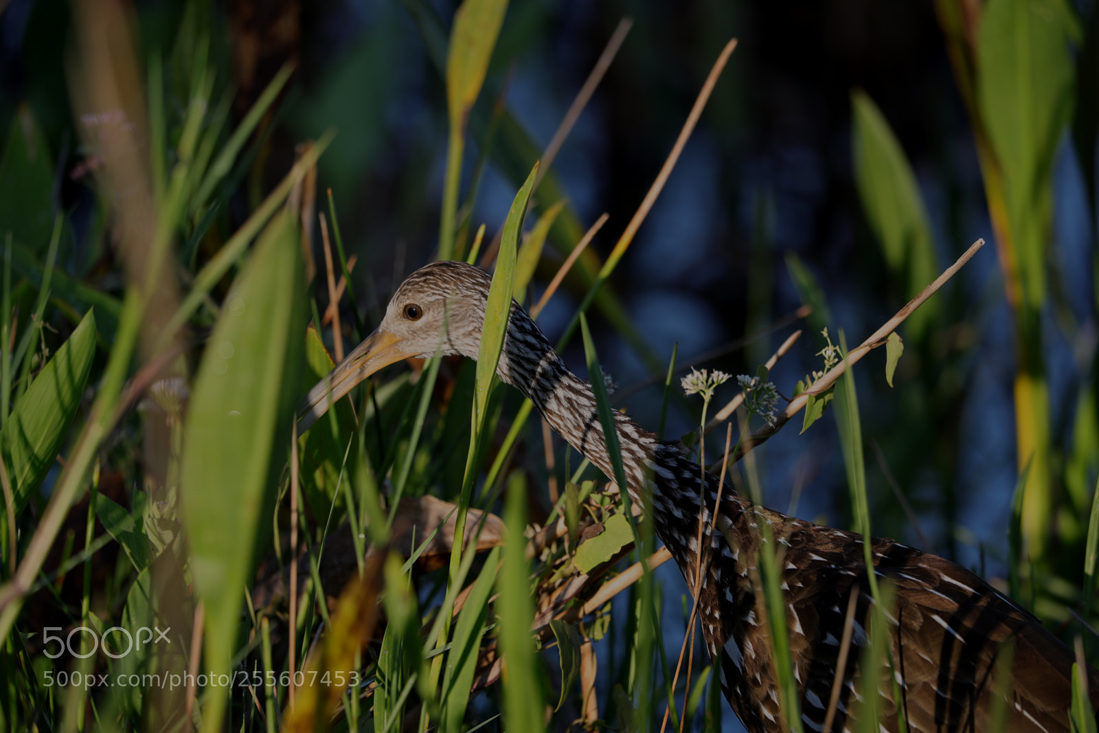 Canon EOS-1D X Mark II sample photo. 04-28-18-0015129.jpg photography