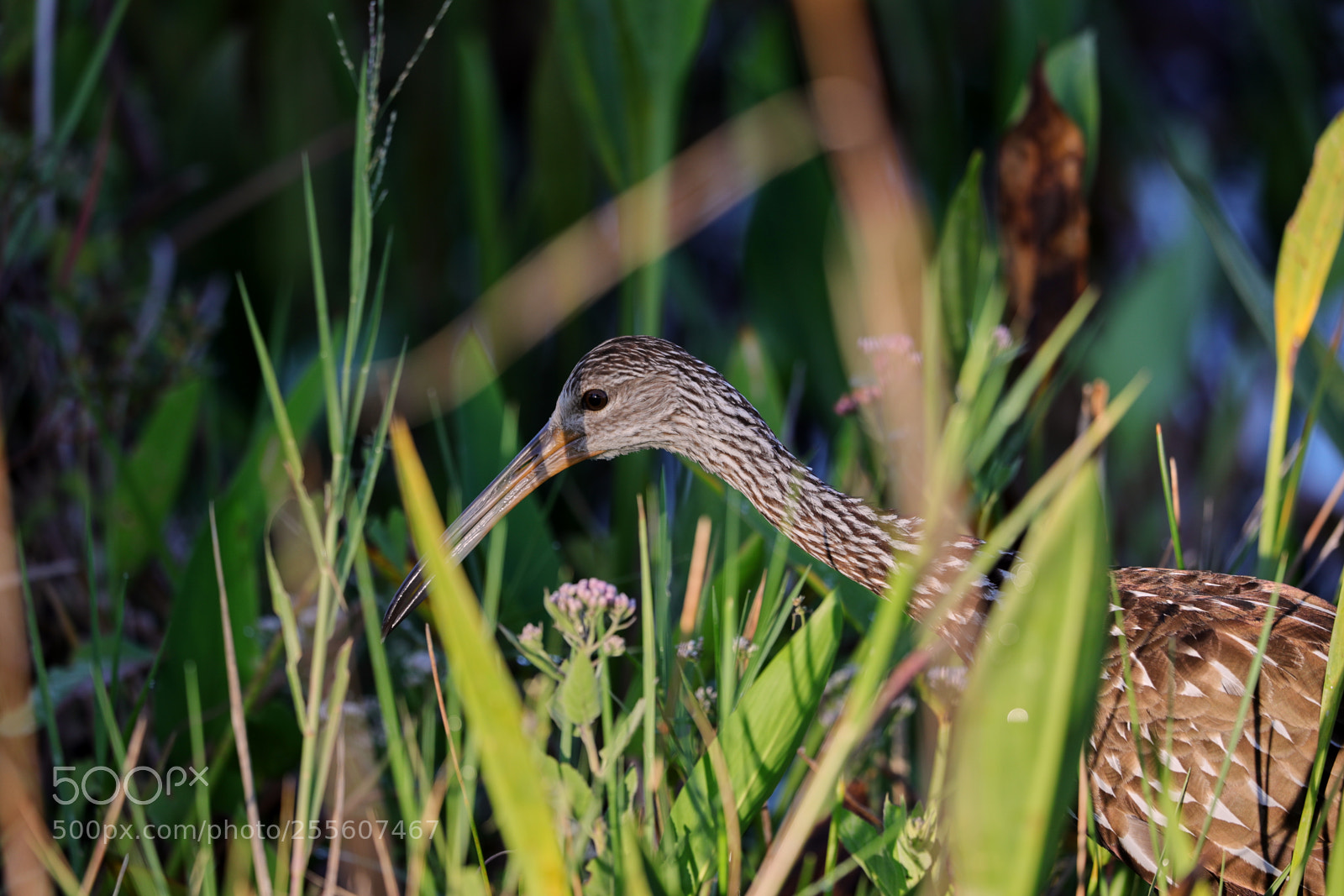 Canon EOS-1D X Mark II sample photo. 04-28-18-0015128.jpg photography