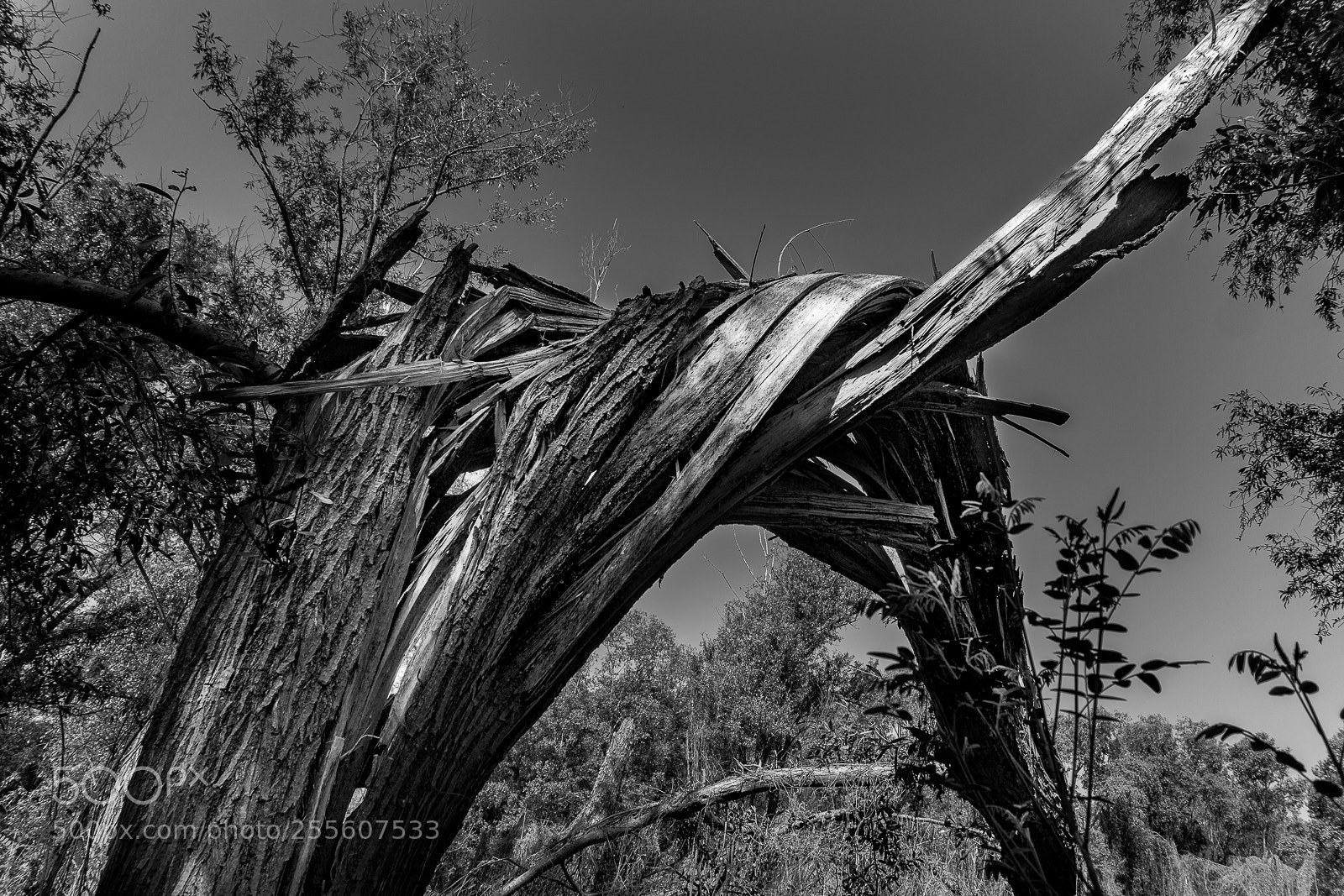 Sony a6000 sample photo. Broken tree photography