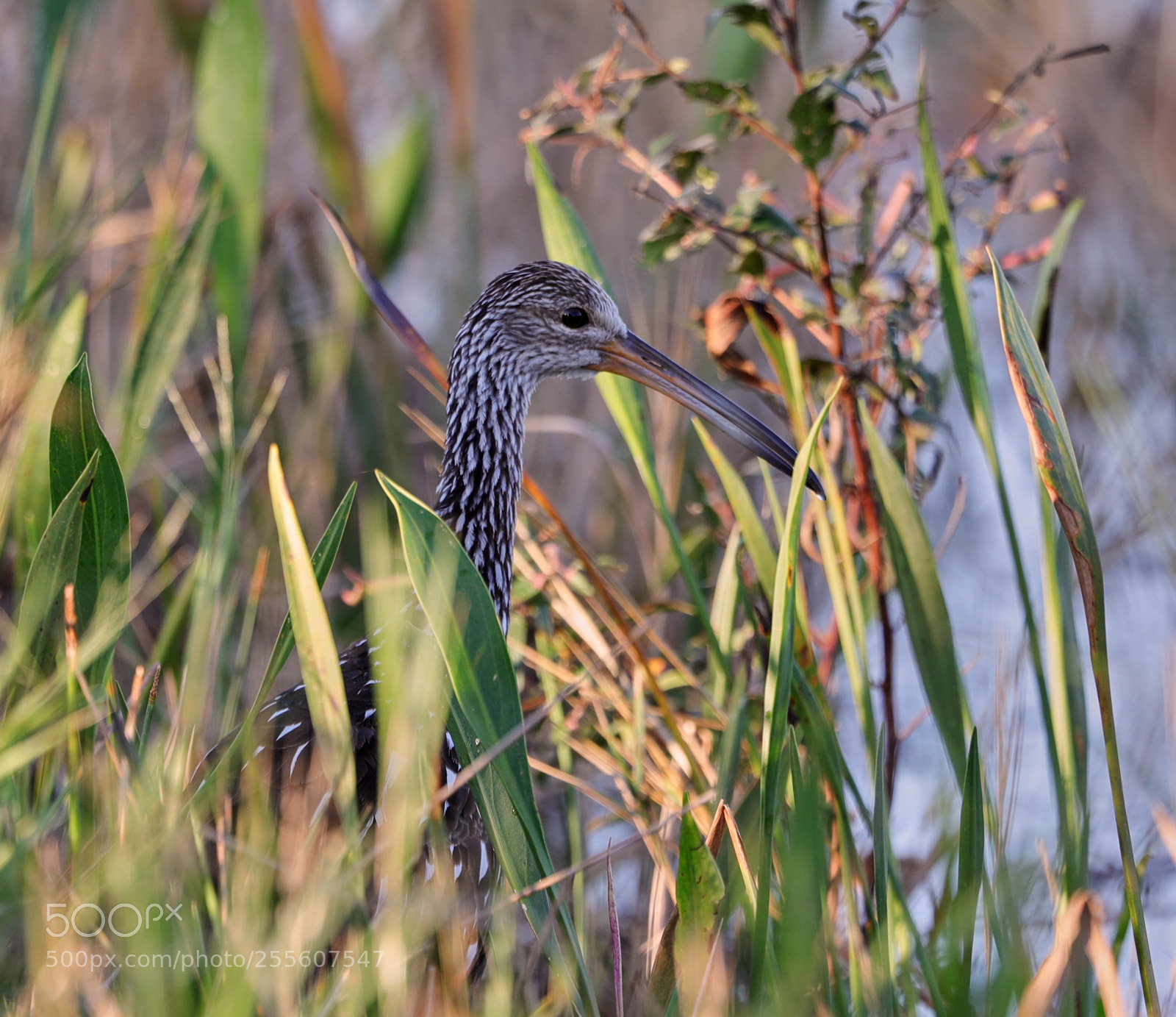 Canon EOS-1D X Mark II sample photo. 04-28-18-0015121.jpg photography