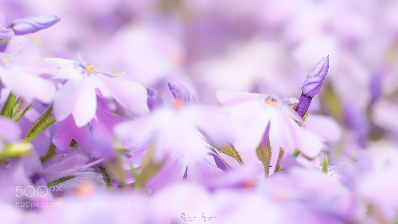 Nikon D500 sample photo. #176 - in the garden photography