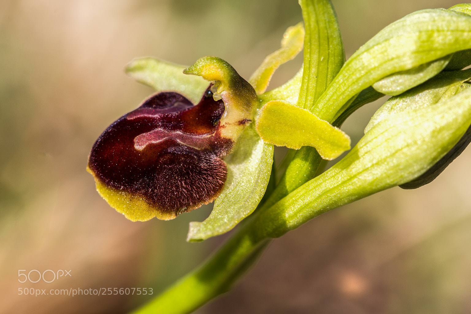Canon EOS 60D sample photo. Ophrys sphecodes photography