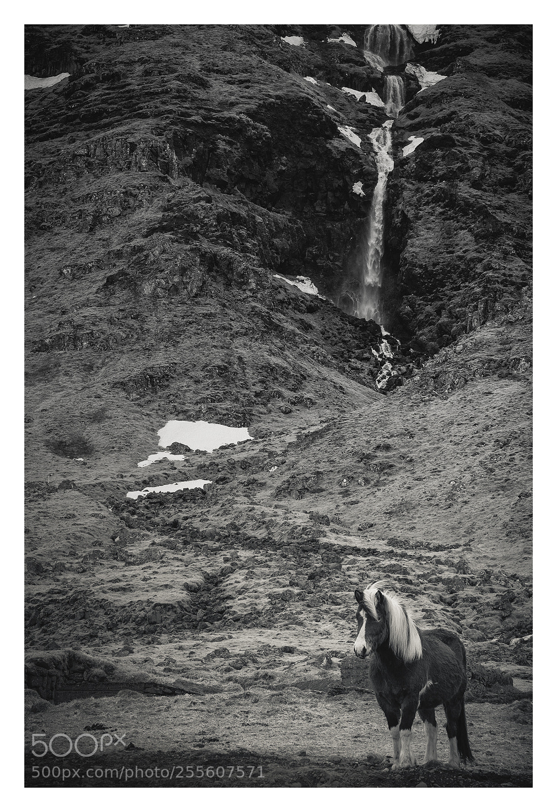 Fujifilm X-T2 sample photo. Icelandic horse photography