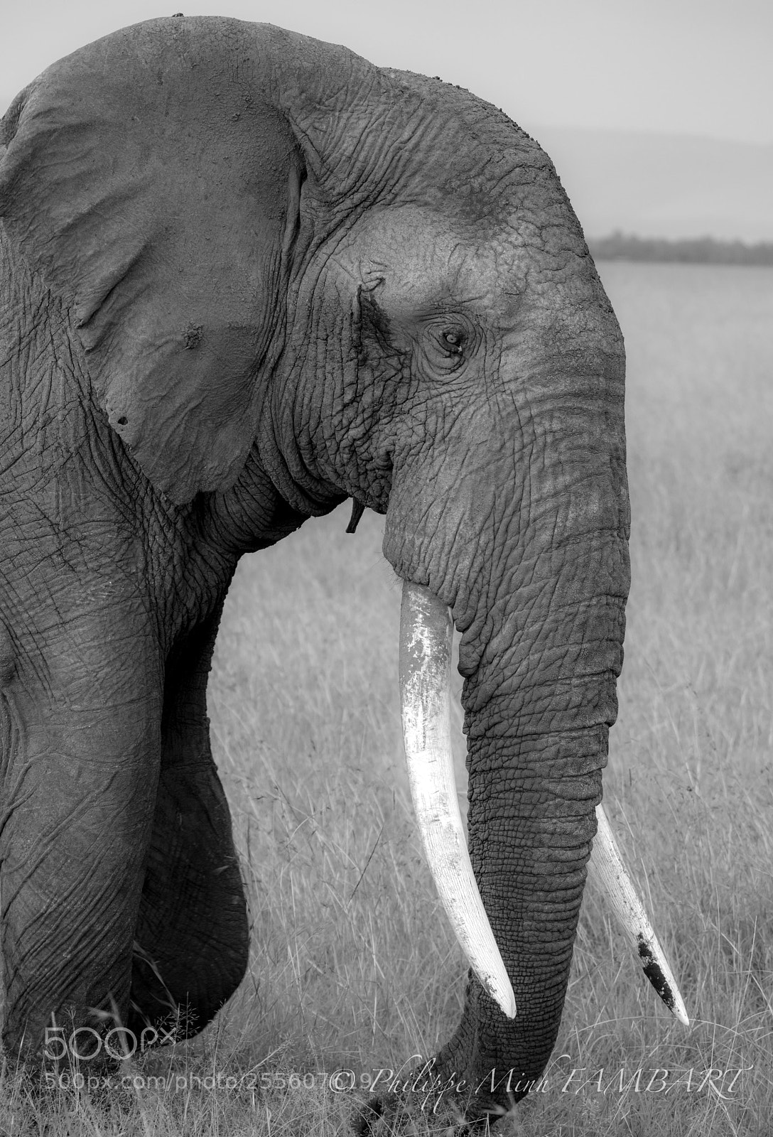 Canon EOS 5D Mark IV sample photo. Portrait of elephant at photography