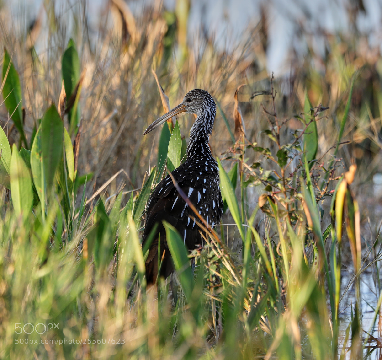 Canon EOS-1D X Mark II sample photo. 04-28-18-0015120.jpg photography
