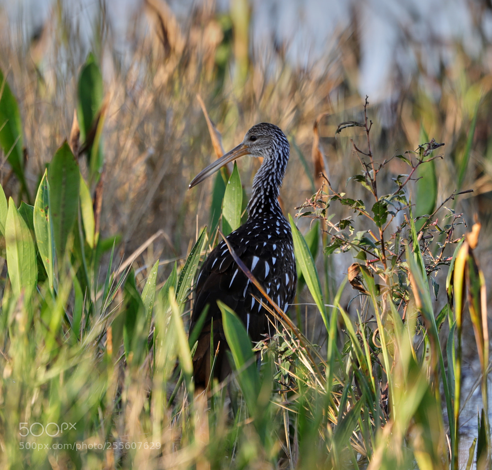 Canon EOS-1D X Mark II sample photo. 04-28-18-0015119.jpg photography