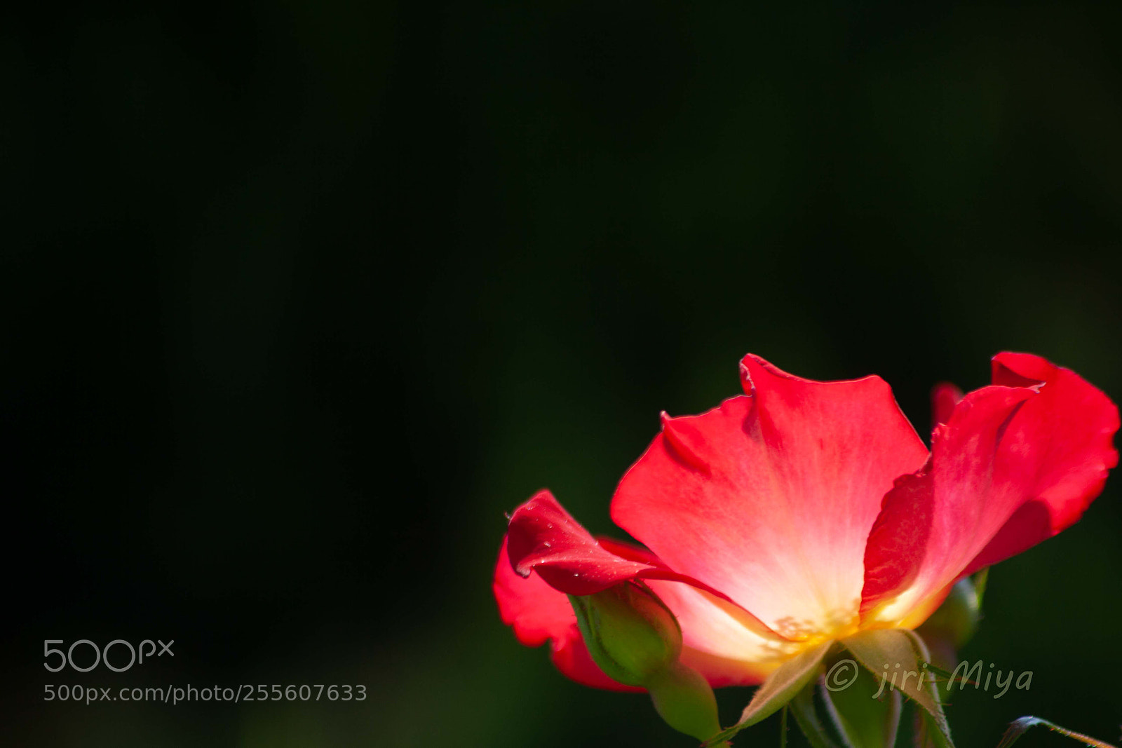 Canon EOS 5D Mark II sample photo. Contrast photography