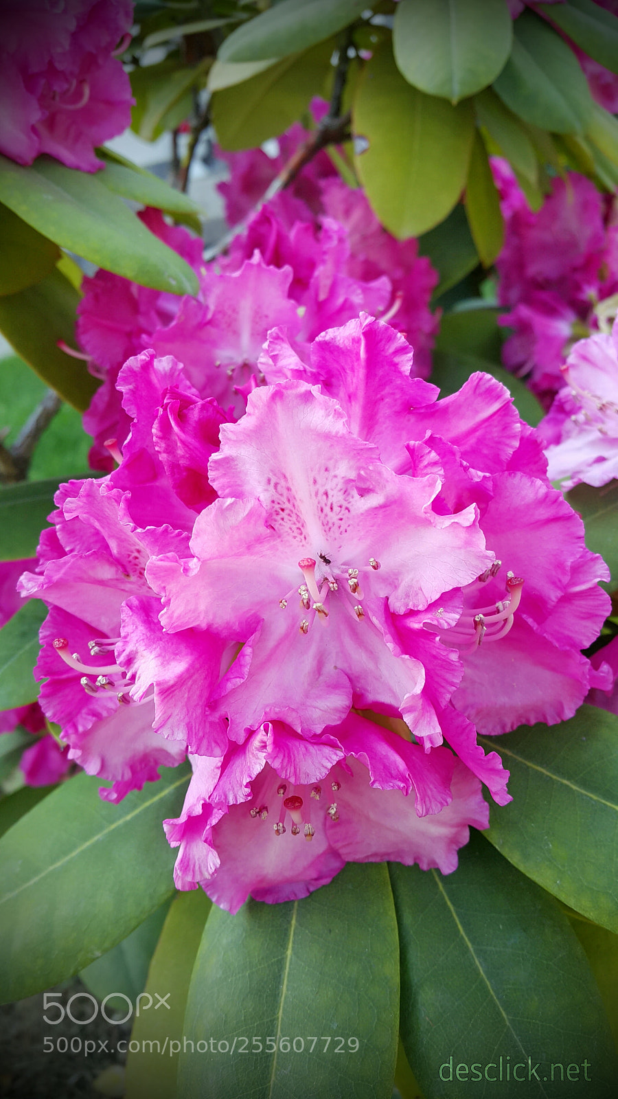 Samsung Galaxy Note4 sample photo. Details count :) photography