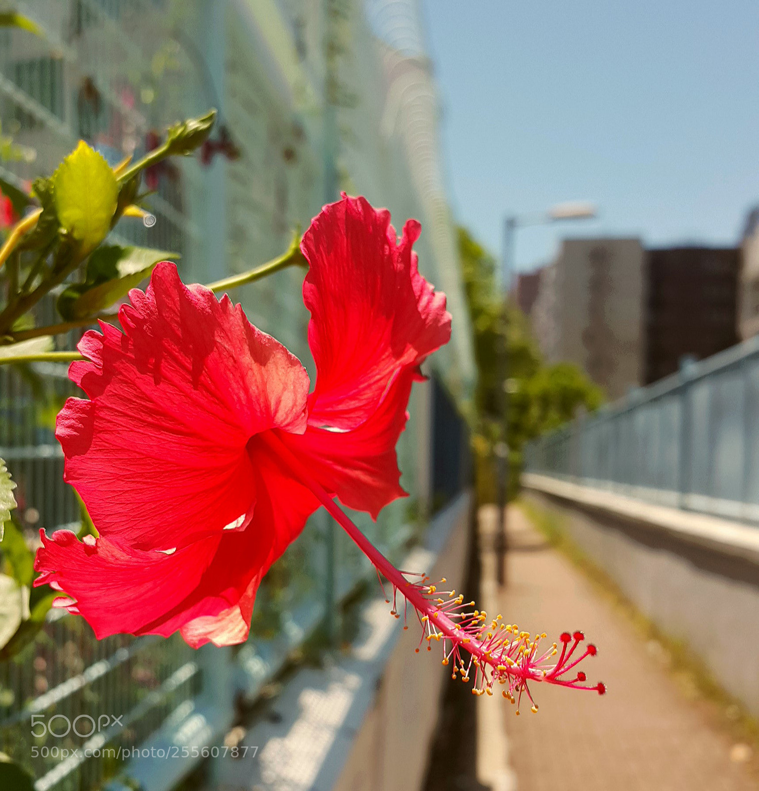 Samsung Galaxy Note4 sample photo. Big red flower photography