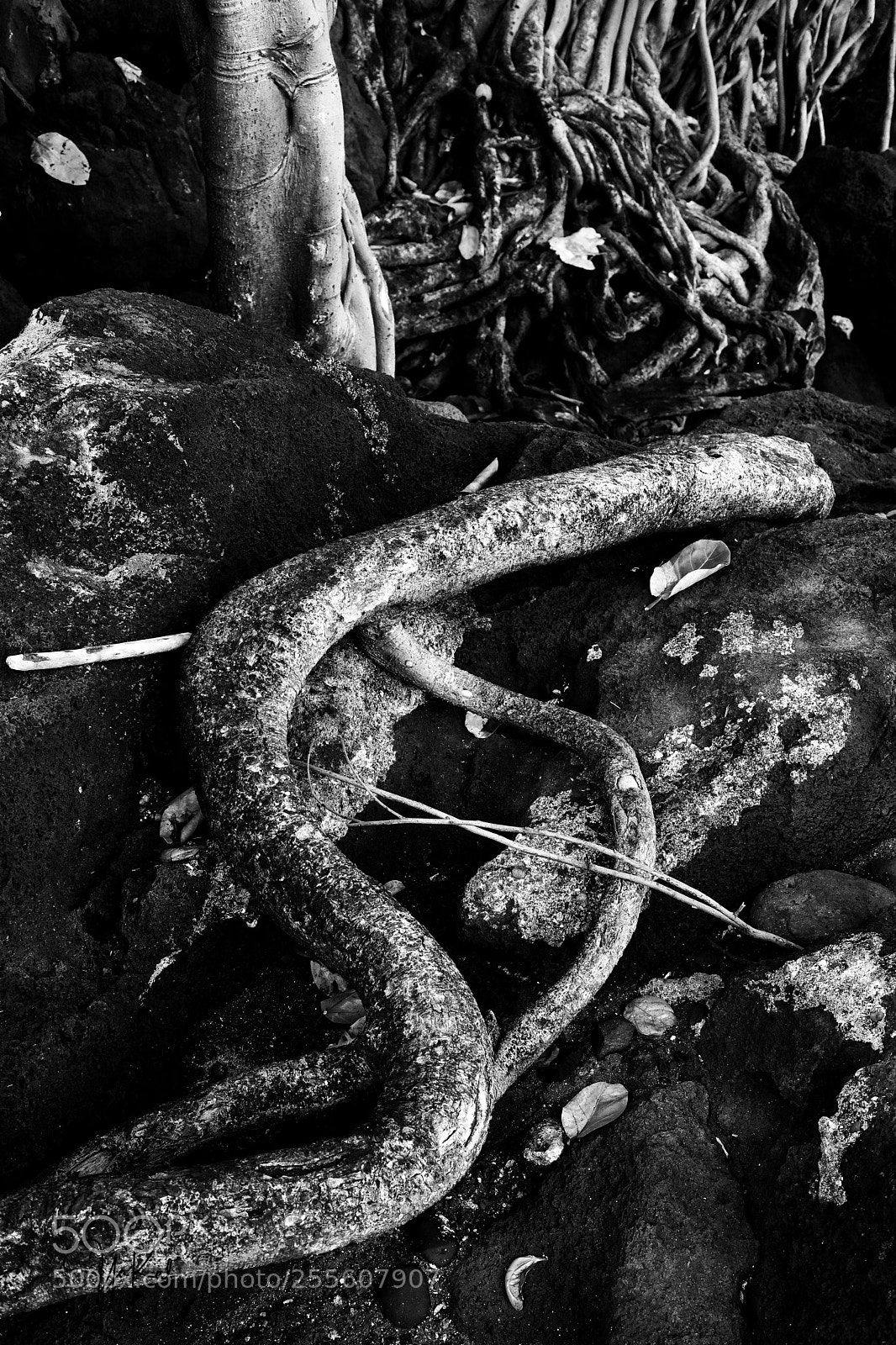 Sony a7 sample photo. Snake? photography