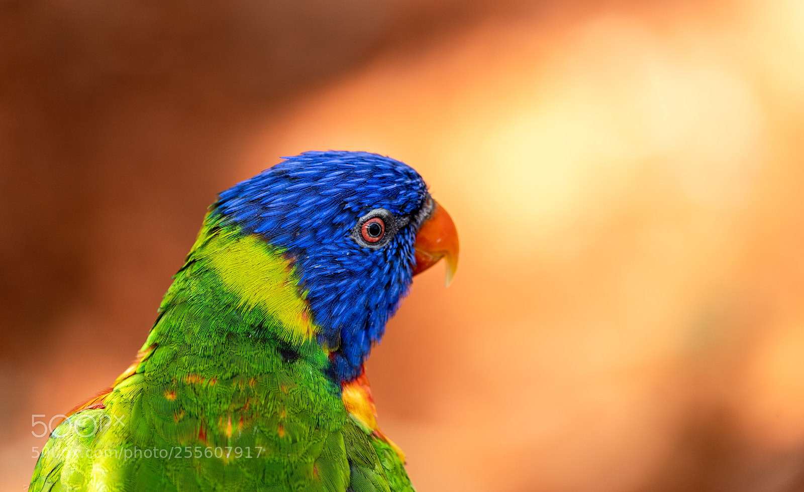 Sony a7 III sample photo. Lori photography