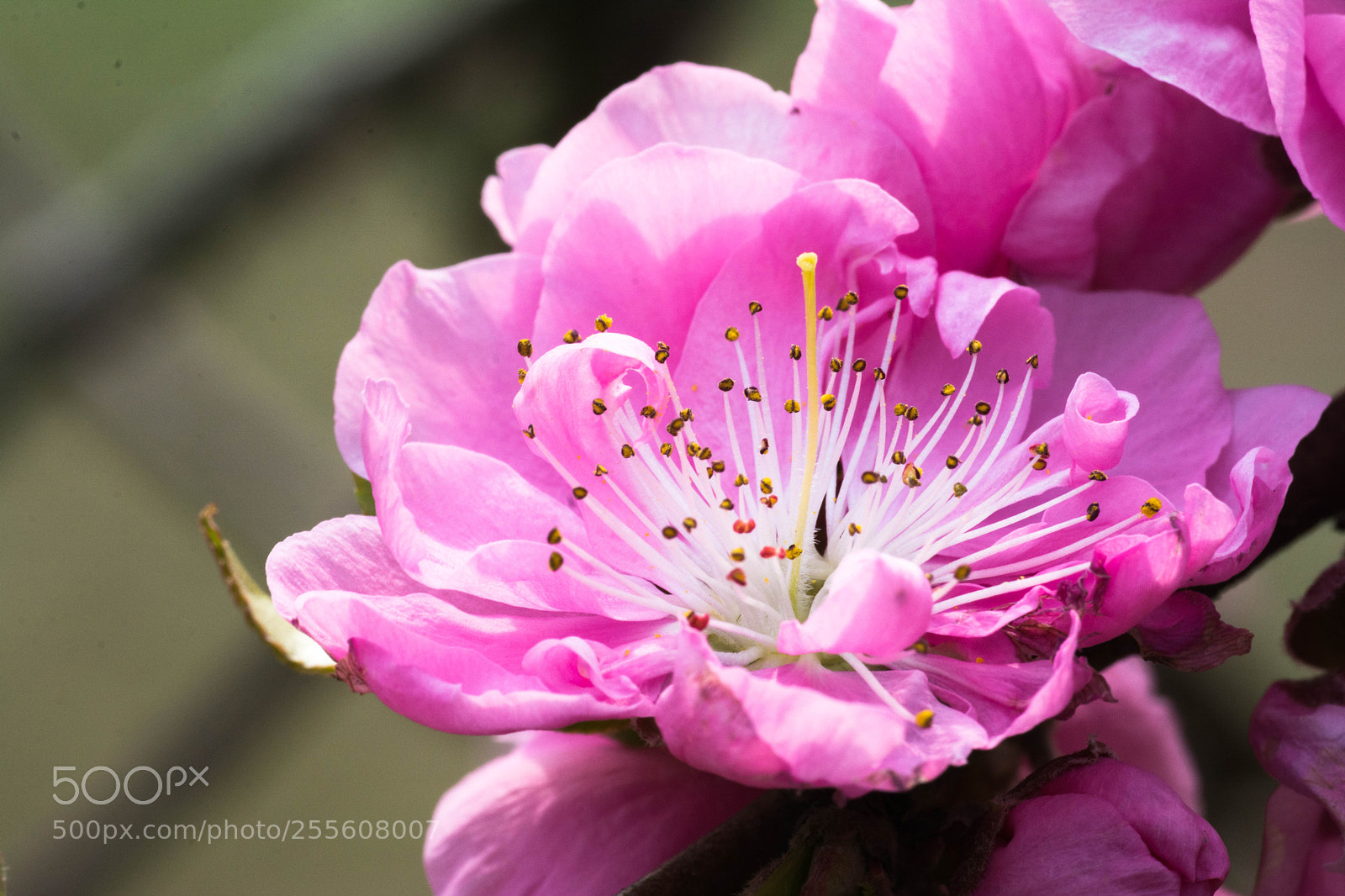 Nikon D7100 sample photo. Macro photography