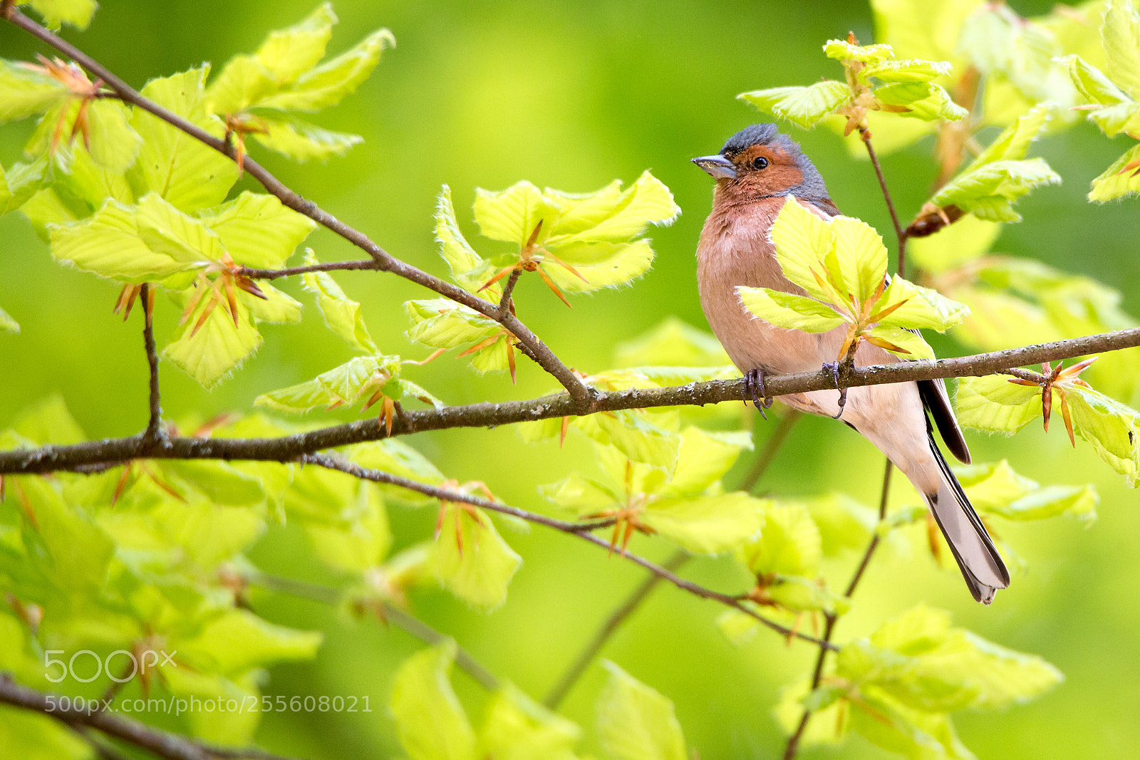 Canon EOS 6D sample photo. Bird and leaves photography