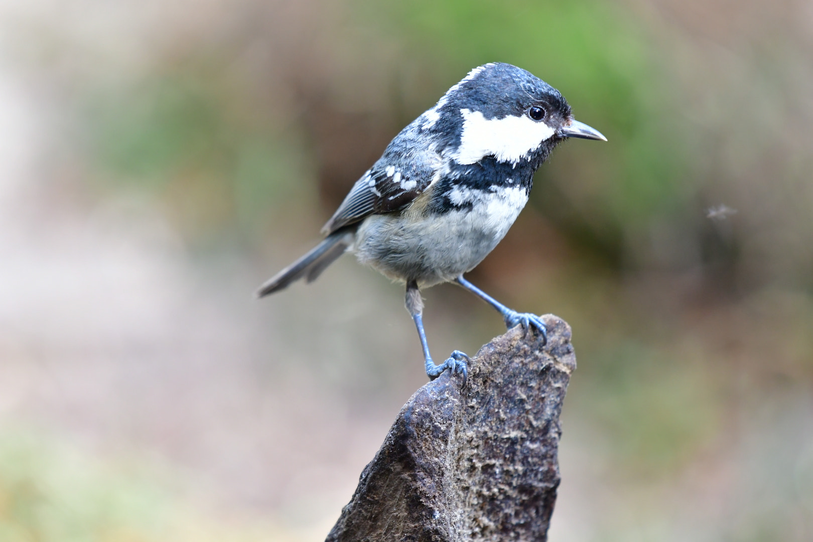 Nikon AF-S Nikkor 200-500mm F5.6E ED VR sample photo