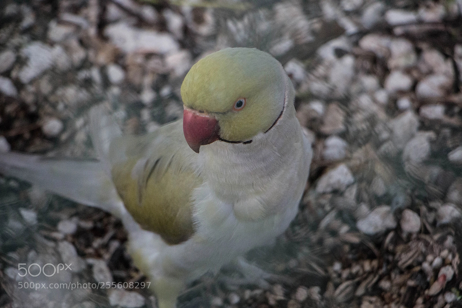 Canon EOS 70D sample photo. Birdie photography
