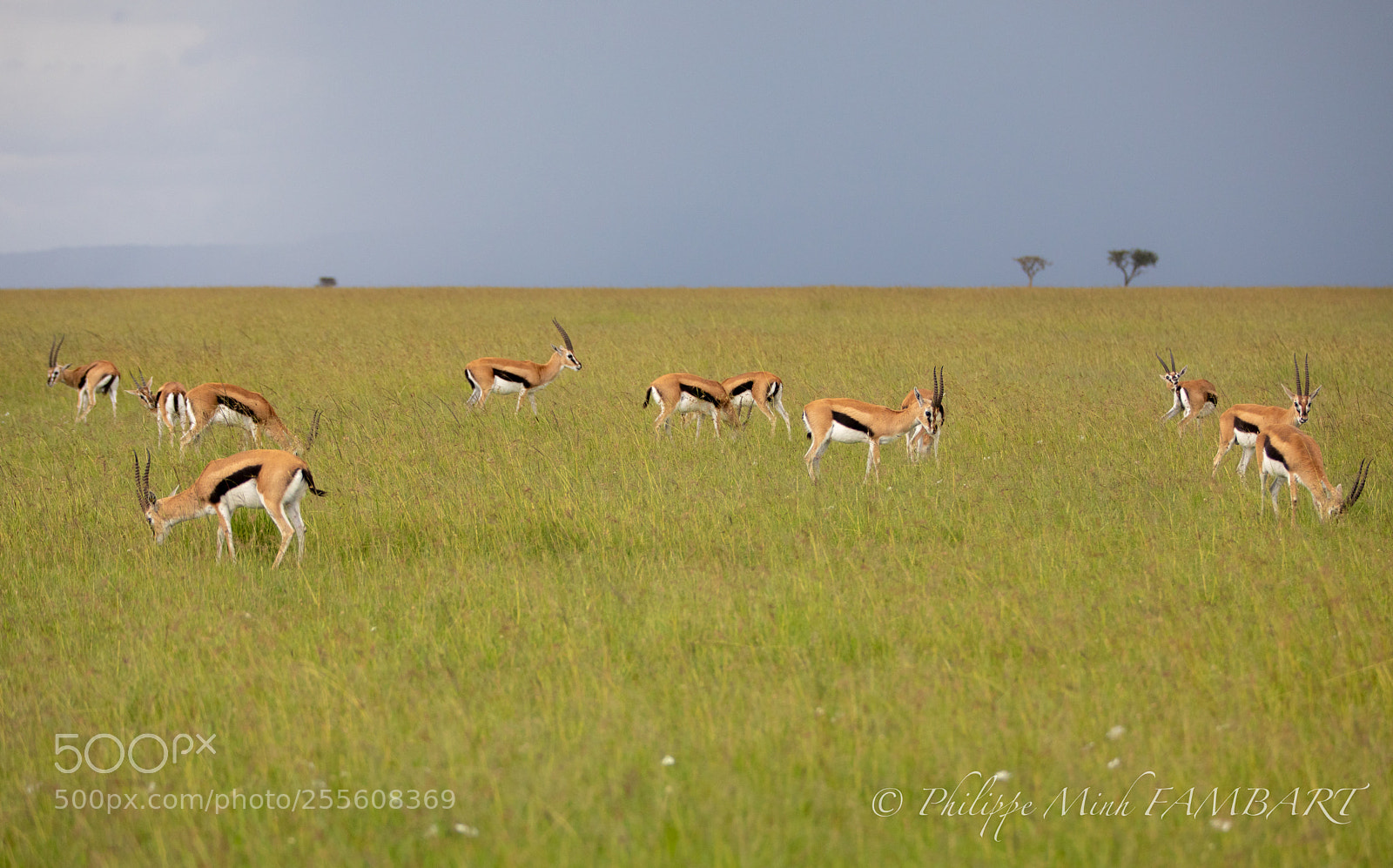Canon EOS 5D Mark IV sample photo. Male impala at masai photography