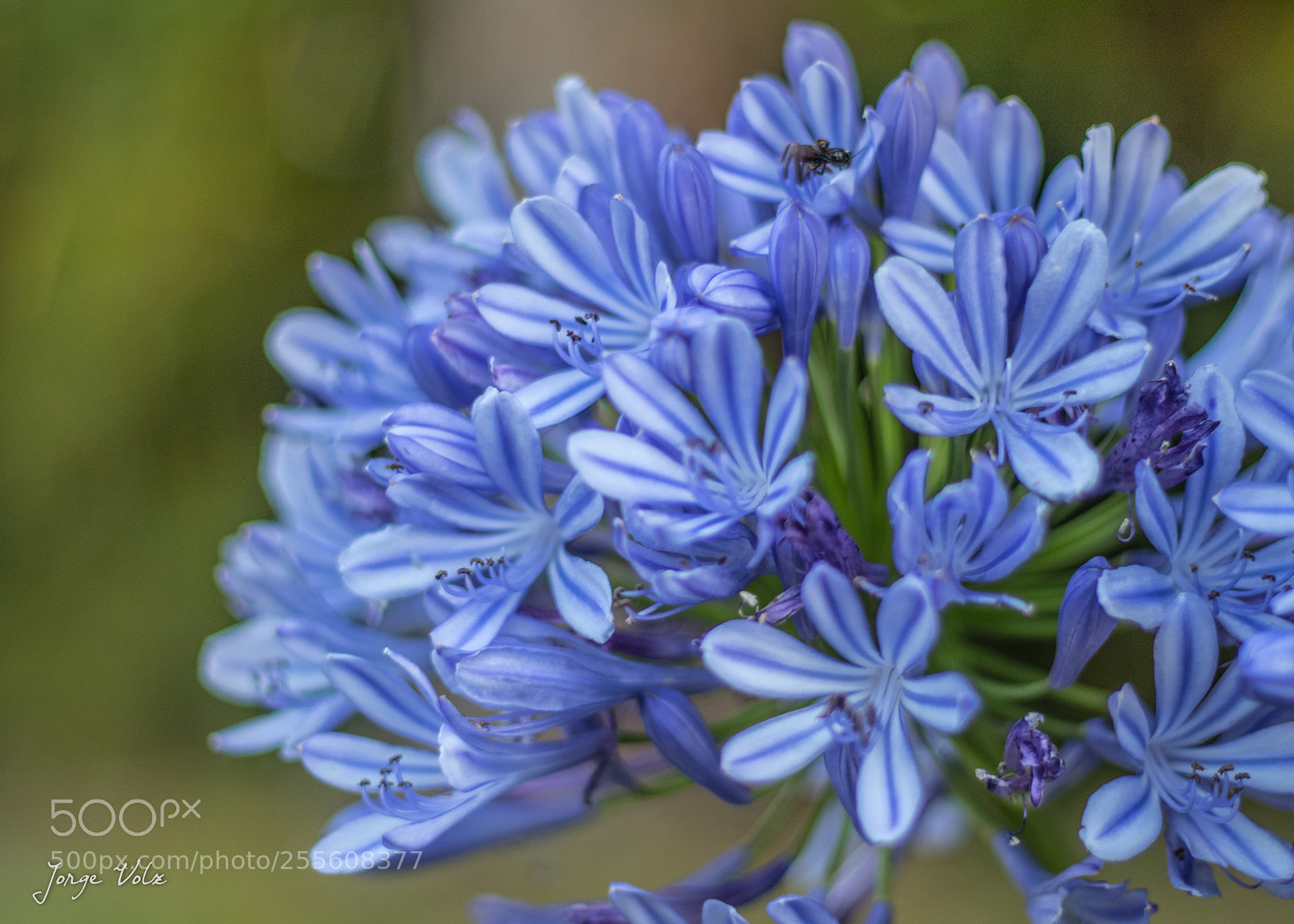 Canon EOS 80D sample photo. Agapanthus photography