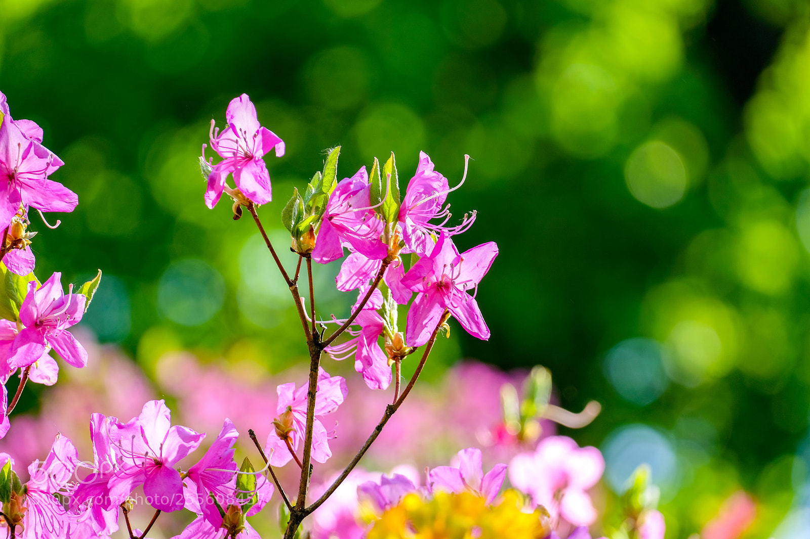 Fujifilm X-E3 sample photo. Colors in spring photography