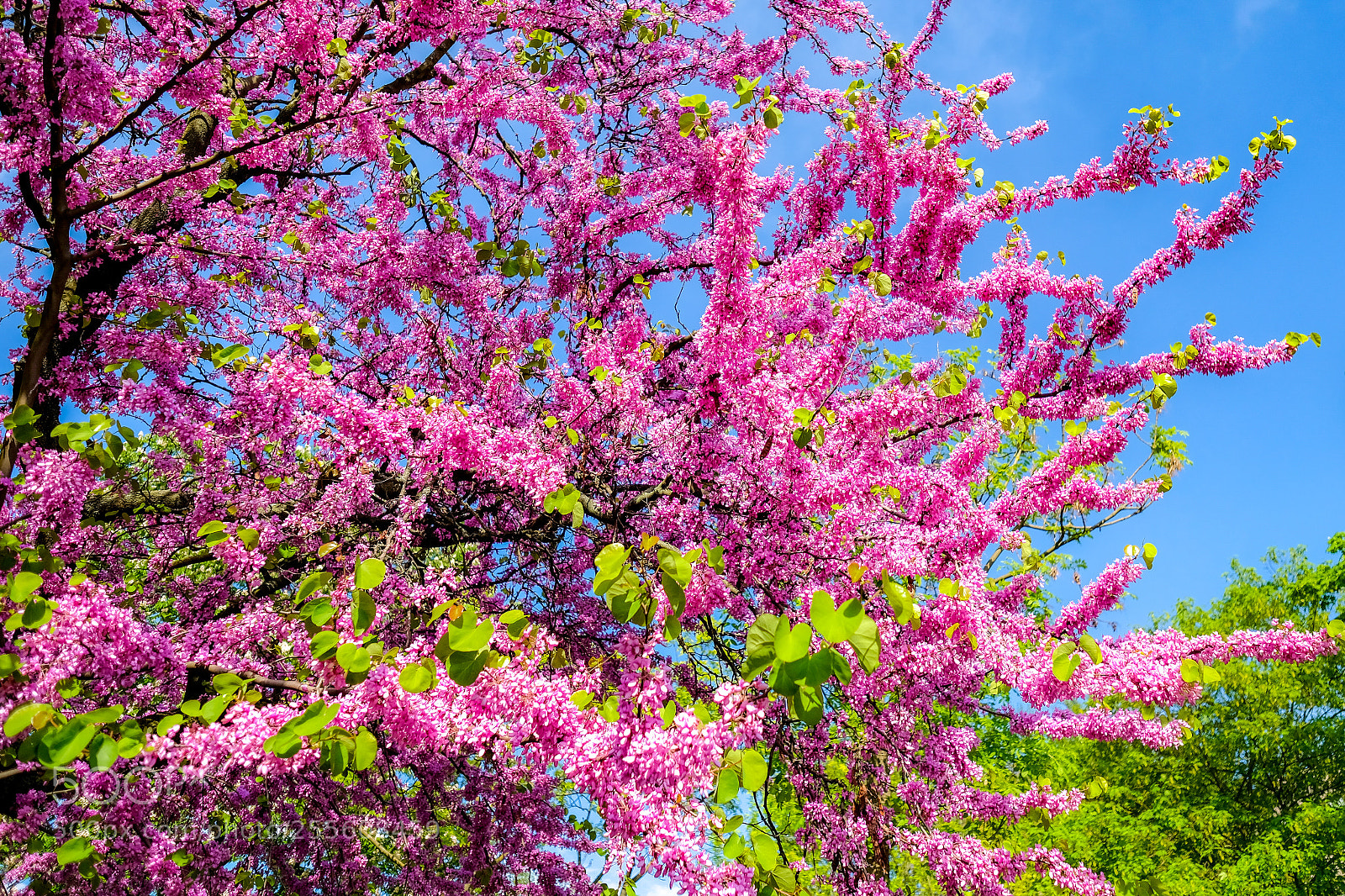 Fujifilm X-E3 sample photo. Colors in spring photography
