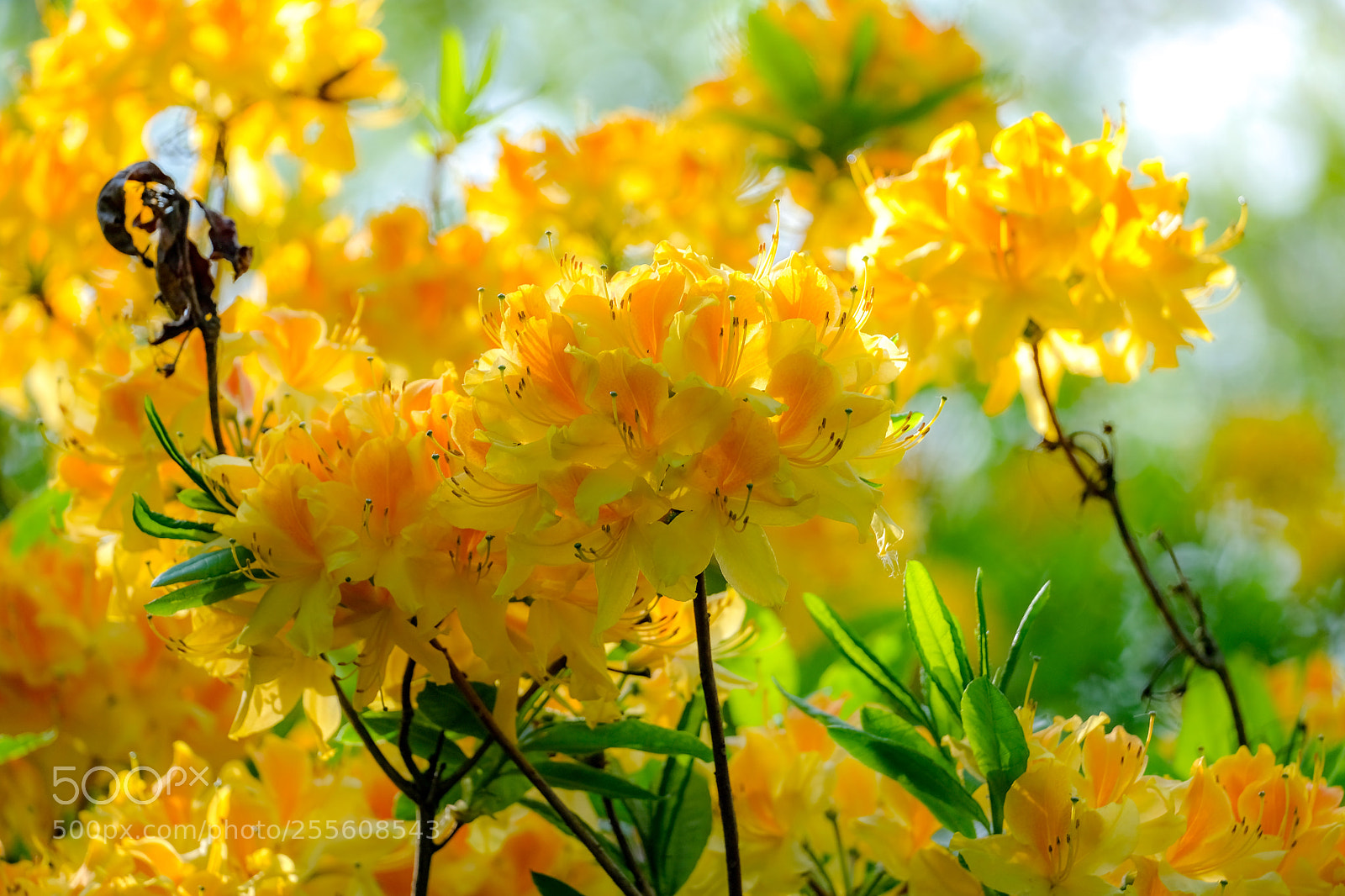 Fujifilm X-E3 sample photo. Colors in spring photography