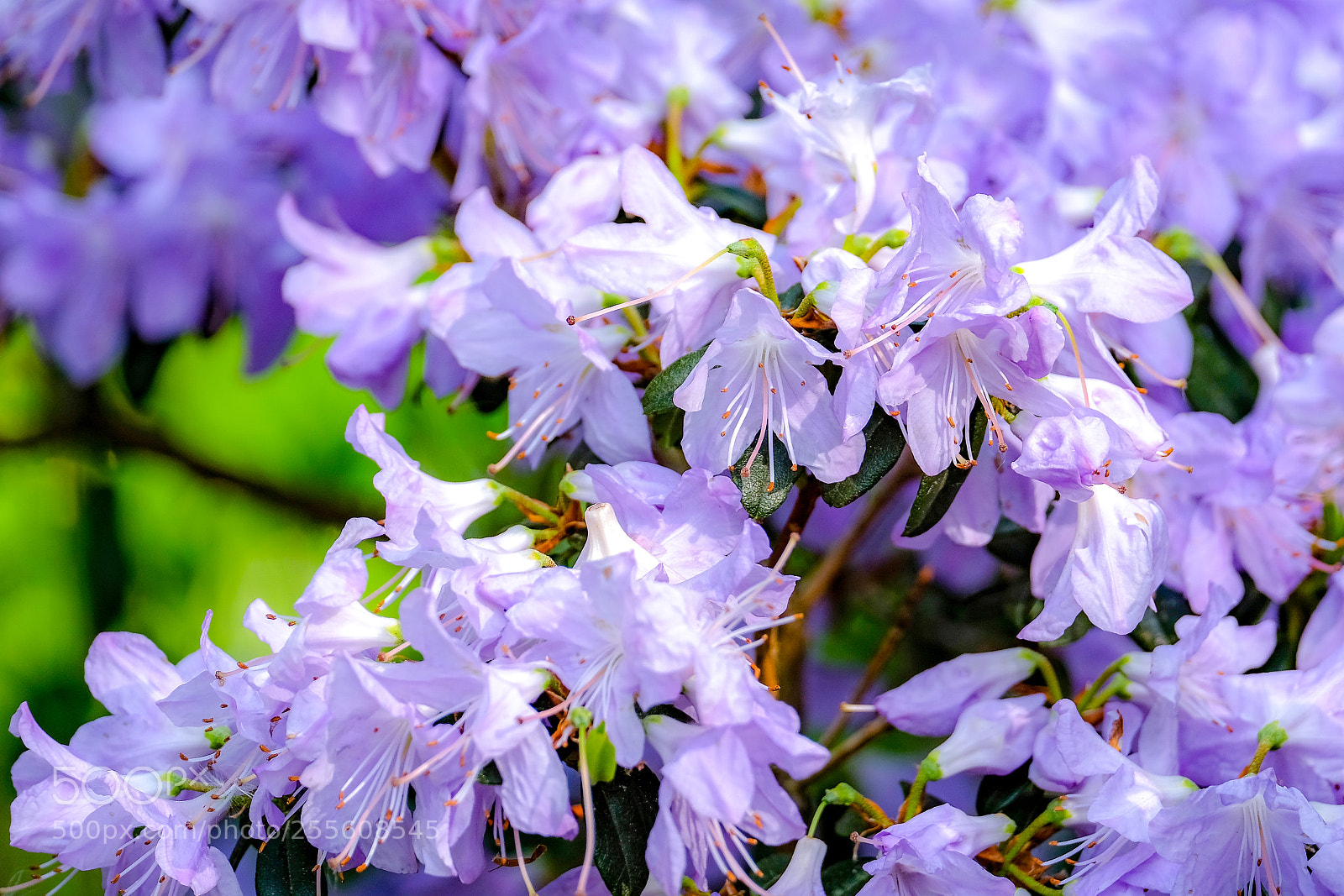 Fujifilm X-E3 sample photo. Colors in spring photography