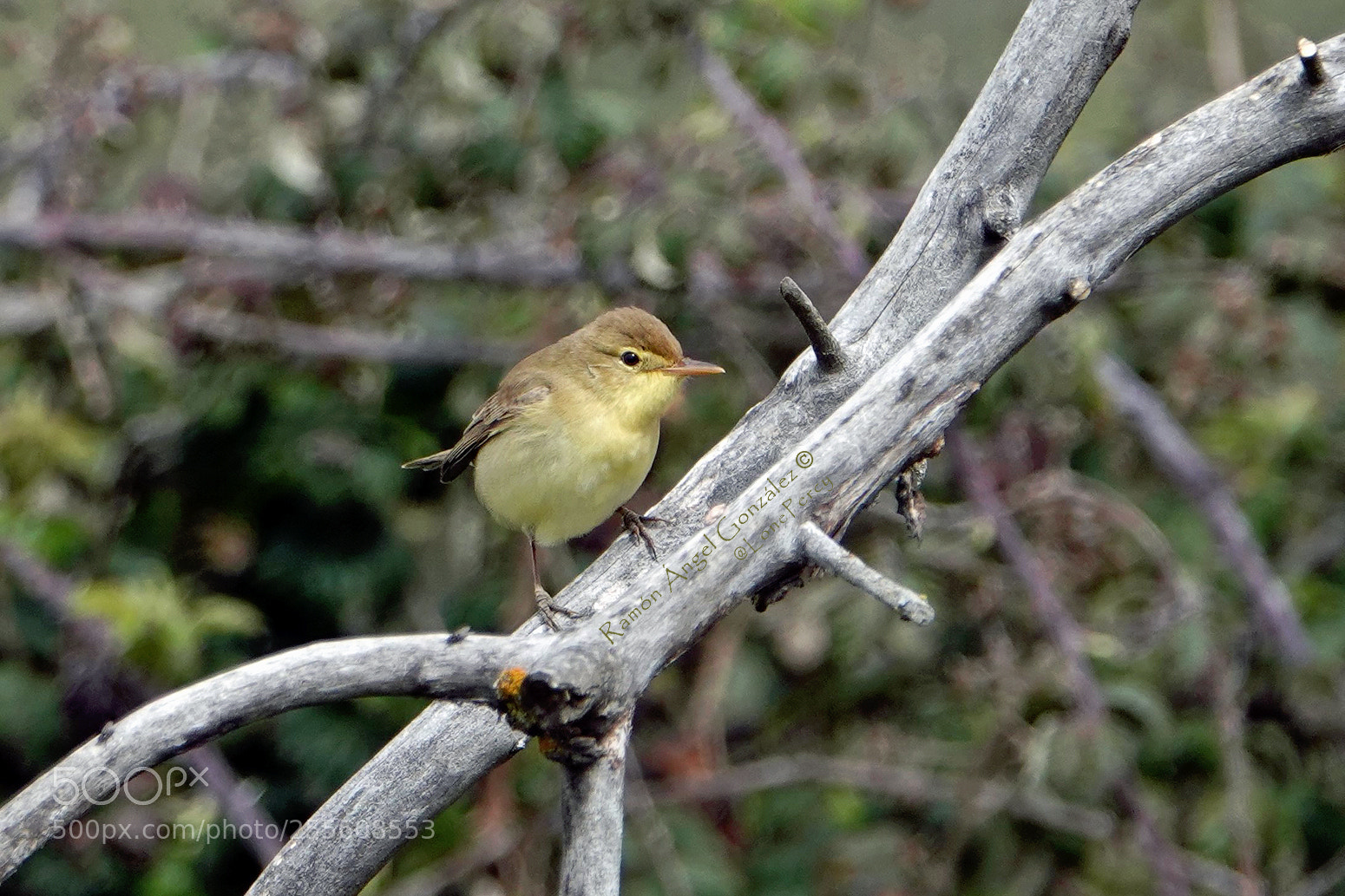 Sony Cyber-shot DSC-RX10 IV sample photo. Melodious warbler perched on photography