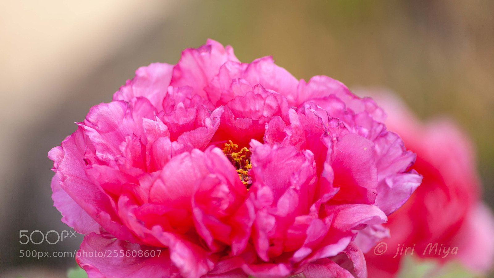 Canon EOS 5D Mark II sample photo. A red peoney photography