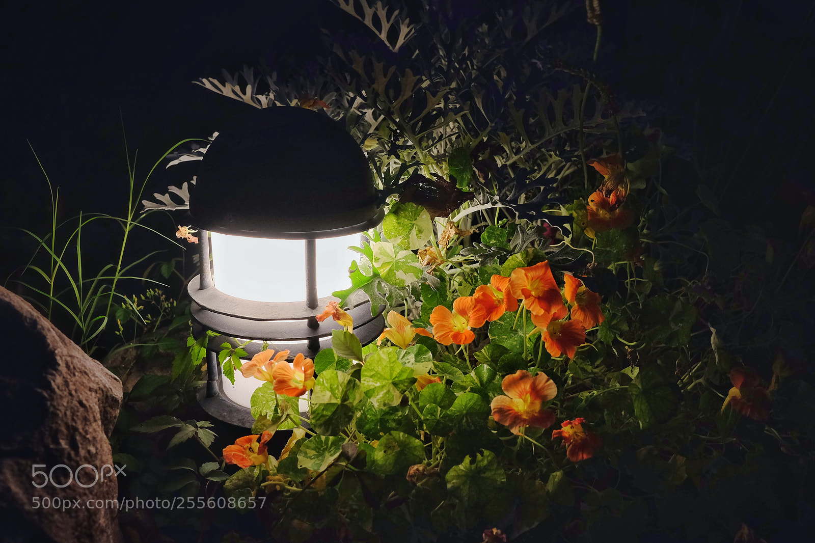 Fujifilm X-T1 sample photo. Flowers in the dark photography