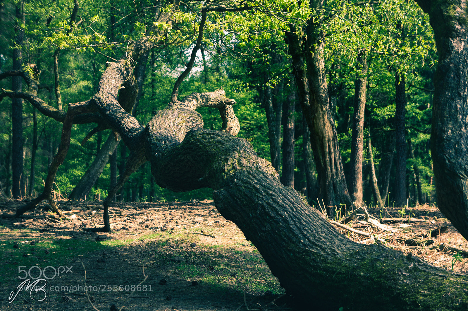 Sony a5100 sample photo. Fallen trunk photography