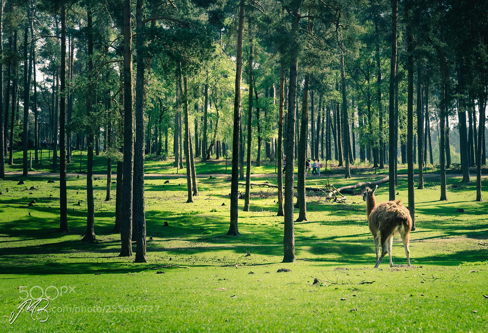 Sony a5100 sample photo. Lonely guanaca photography