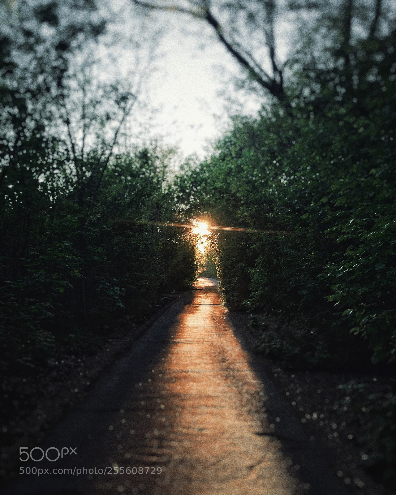 Apple iPhone 6s Plus sample photo. Sun photography