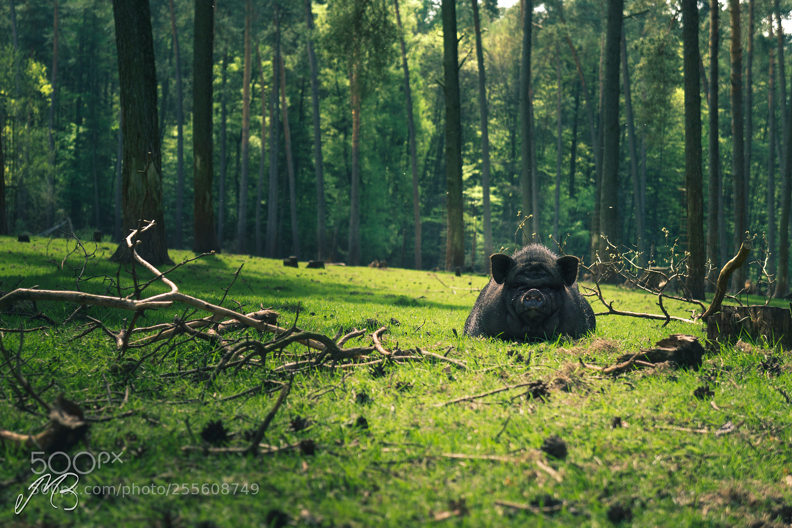 Sony a5100 sample photo. Pot-bellied pig photography