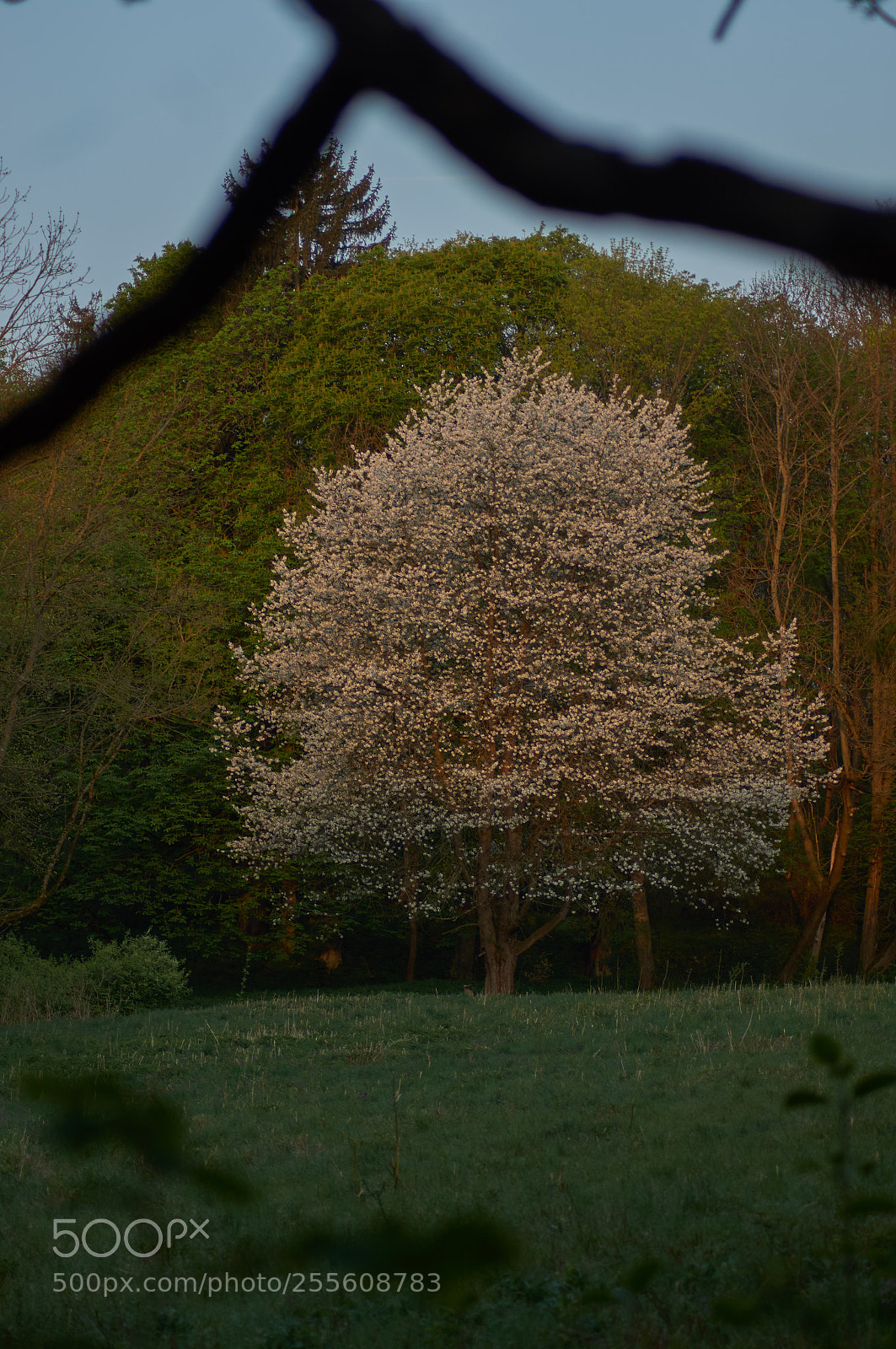 Sony SLT-A55 (SLT-A55V) sample photo. Tree photography