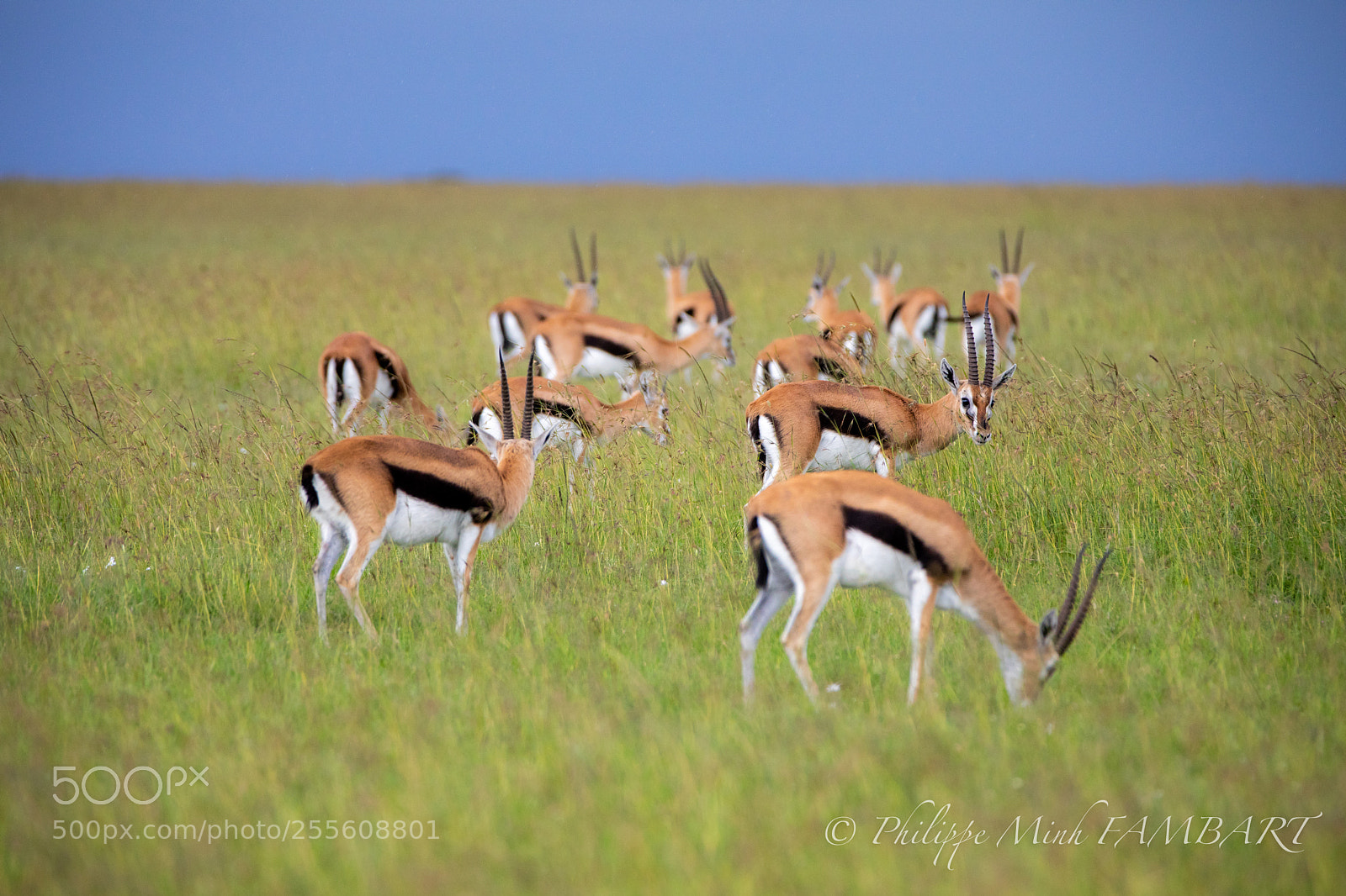 Canon EOS 5D Mark IV sample photo. Male impala at masai photography
