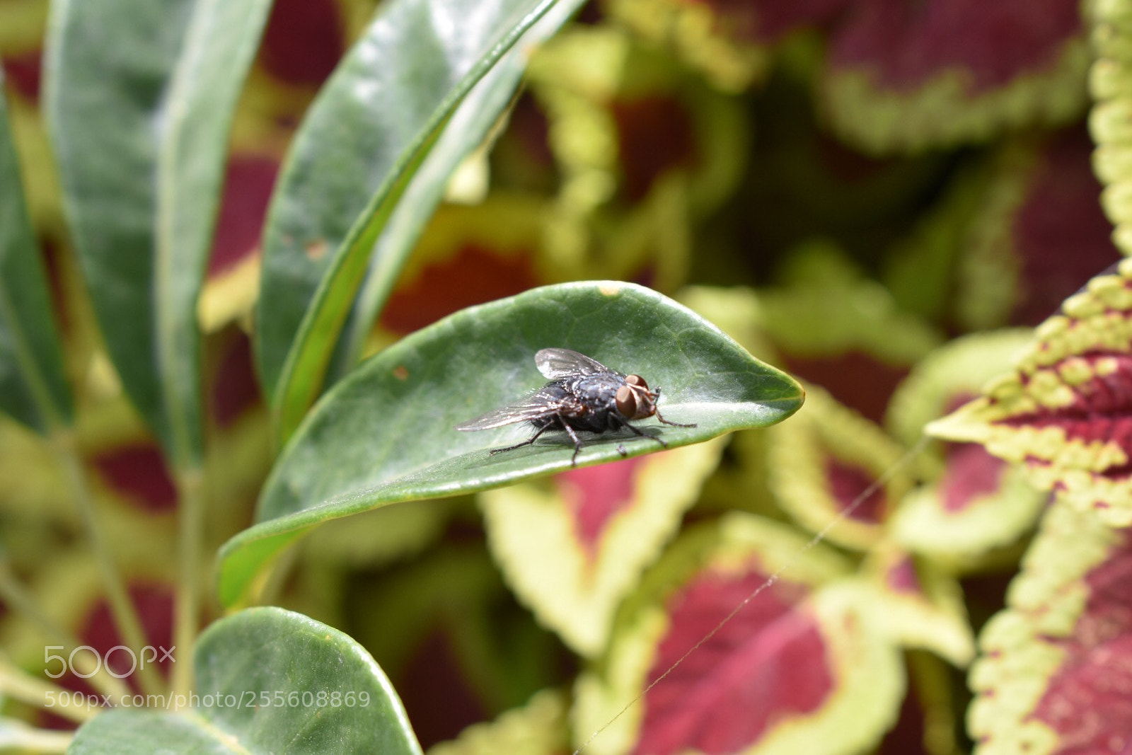 Nikon D3400 sample photo. Jard n y una photography